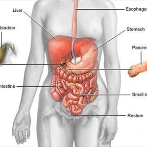 Causes Of Irritable Bowel Syndrome - Irritable Bowel Syndrome - Help For Ibs Treatment