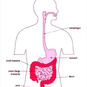 Ibs Eating Healthy - The Grumbling Gut