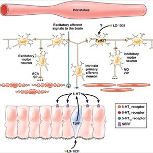 Severe Ibs Attack - An Introduction To Irritable Bowel Syndrome